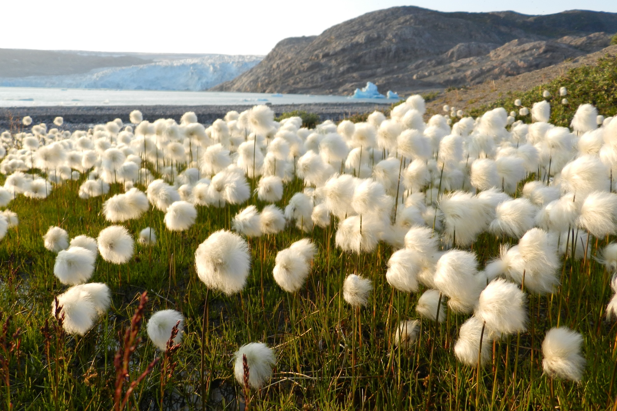 páperník, Škandinávia