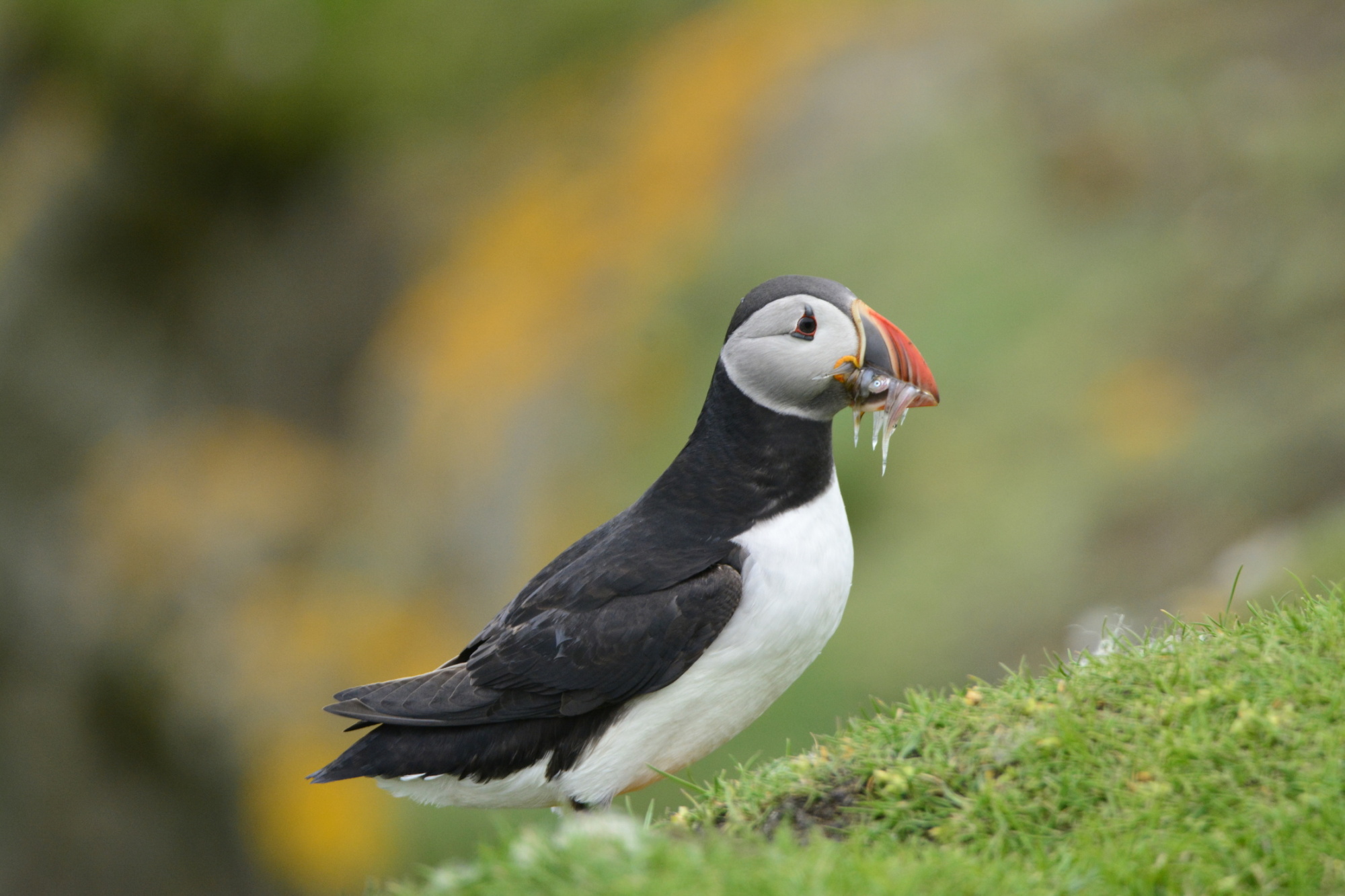 ostrov Mykines v Škandinávii