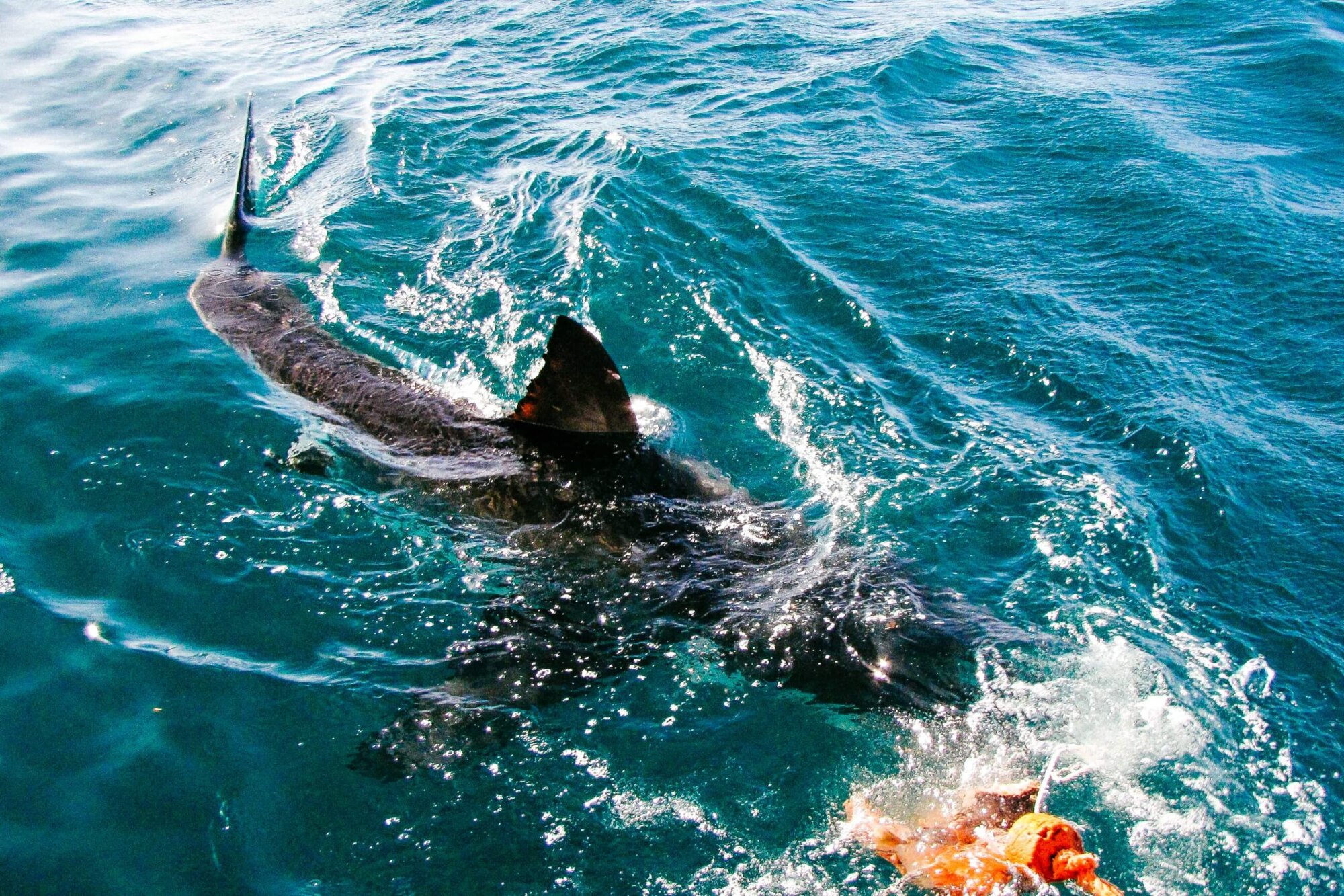 Afrika, cestovanie s BUBO