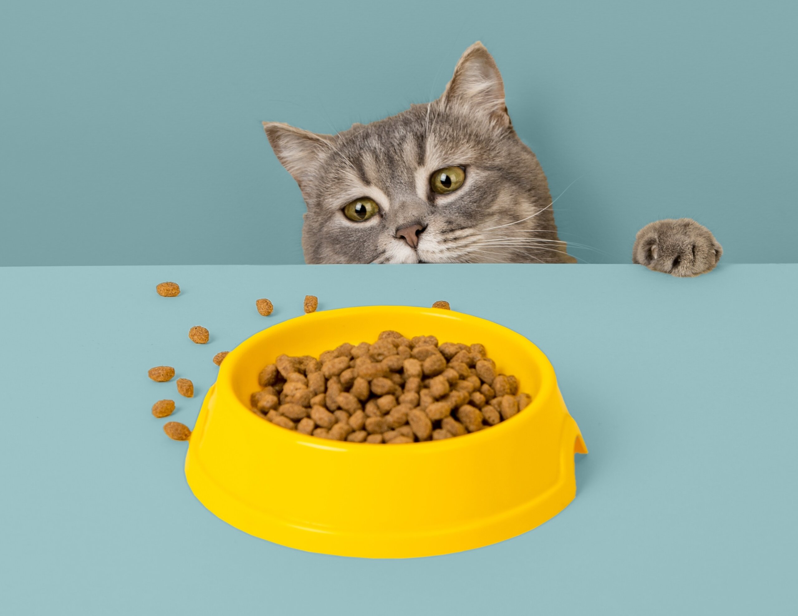 Prečo vaša mačka nikdy nedoje svoju misku jedla?