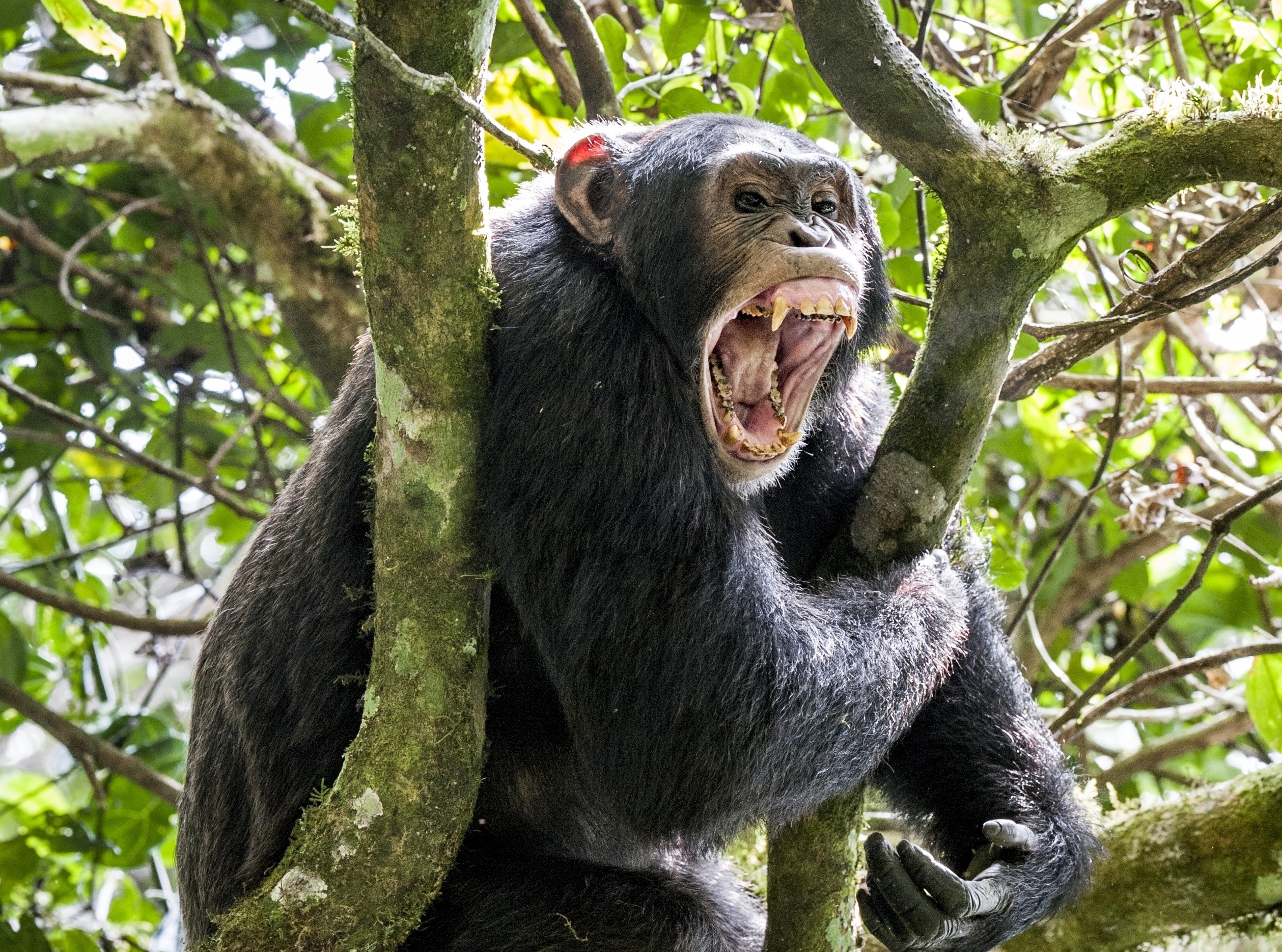 V Ugande vypukla obrovská vojna šimpanzov: Udeje sa raz za 500 rokov