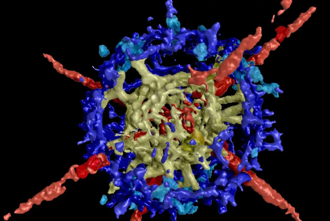 Zrnko odhalilo, ako vyzeral život v oceánoch pred hromadným vymieraním