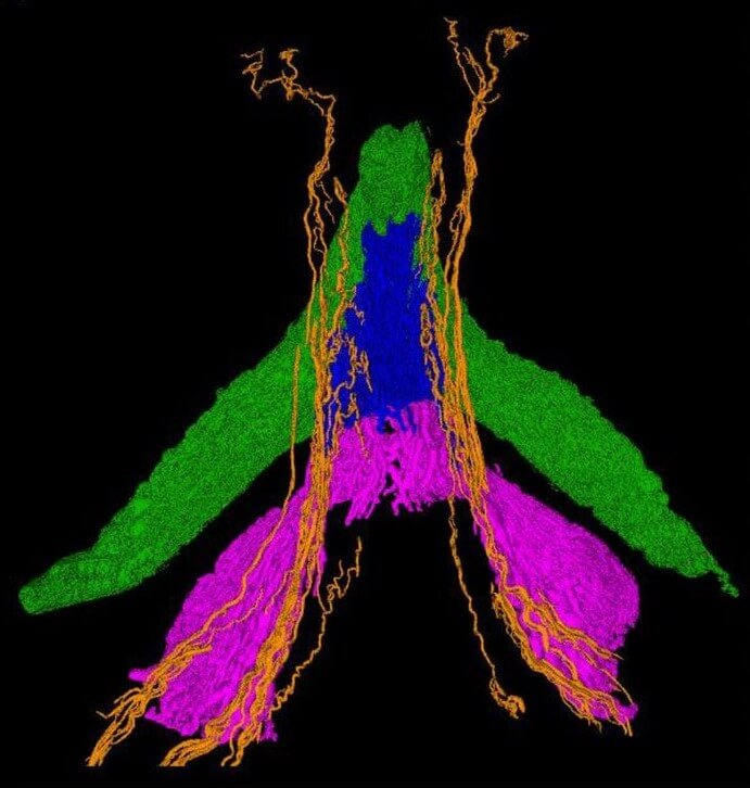 Nervová sieť klitorisu.