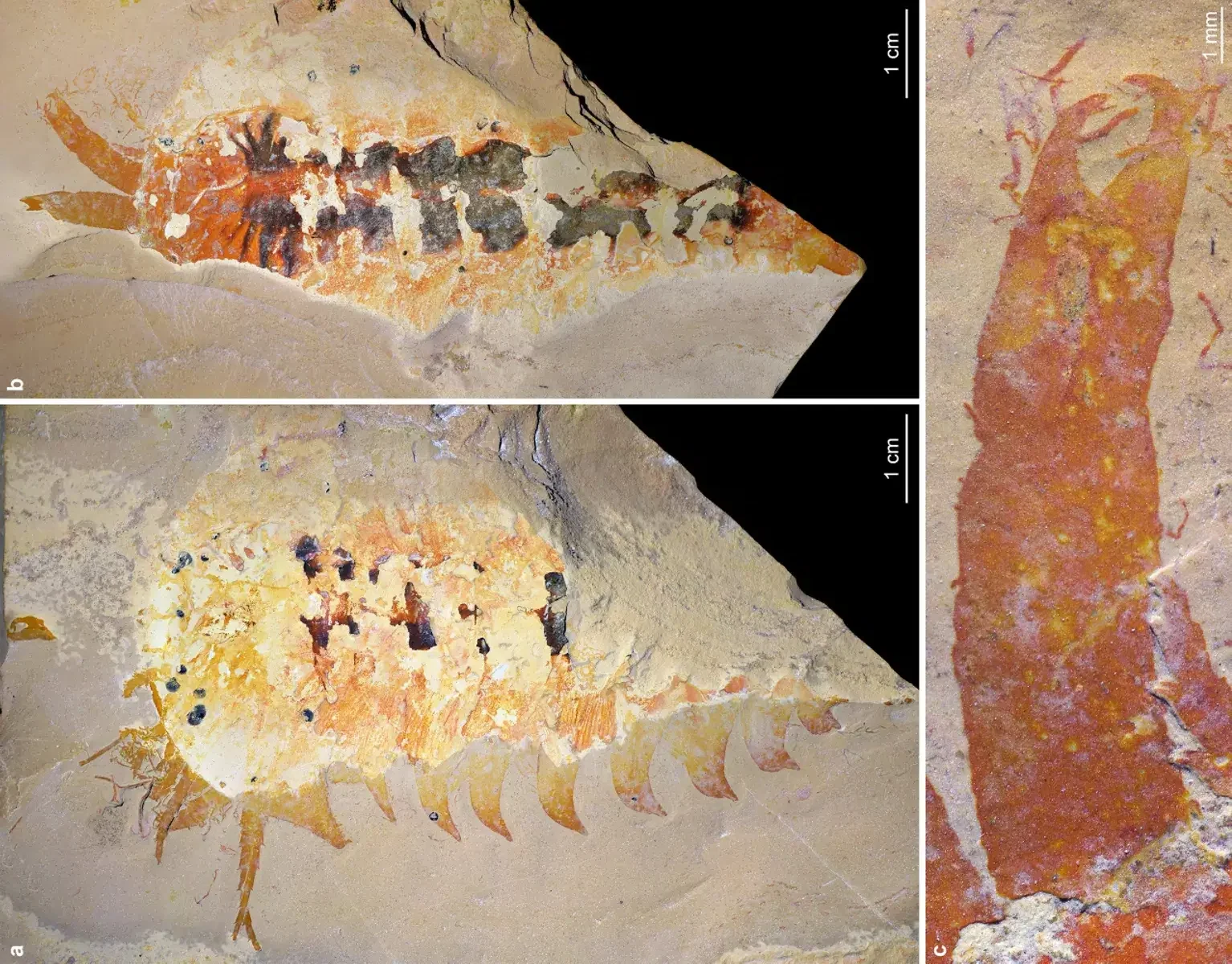 Našli pradávneho predátora – predka pavúkov aj škorpiónov so záhadnými klepetami