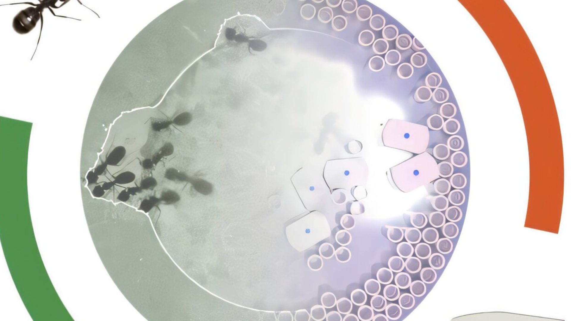 Robotické mravce sa správajú ako roj: stavajú a búrajú aj bez mozgu