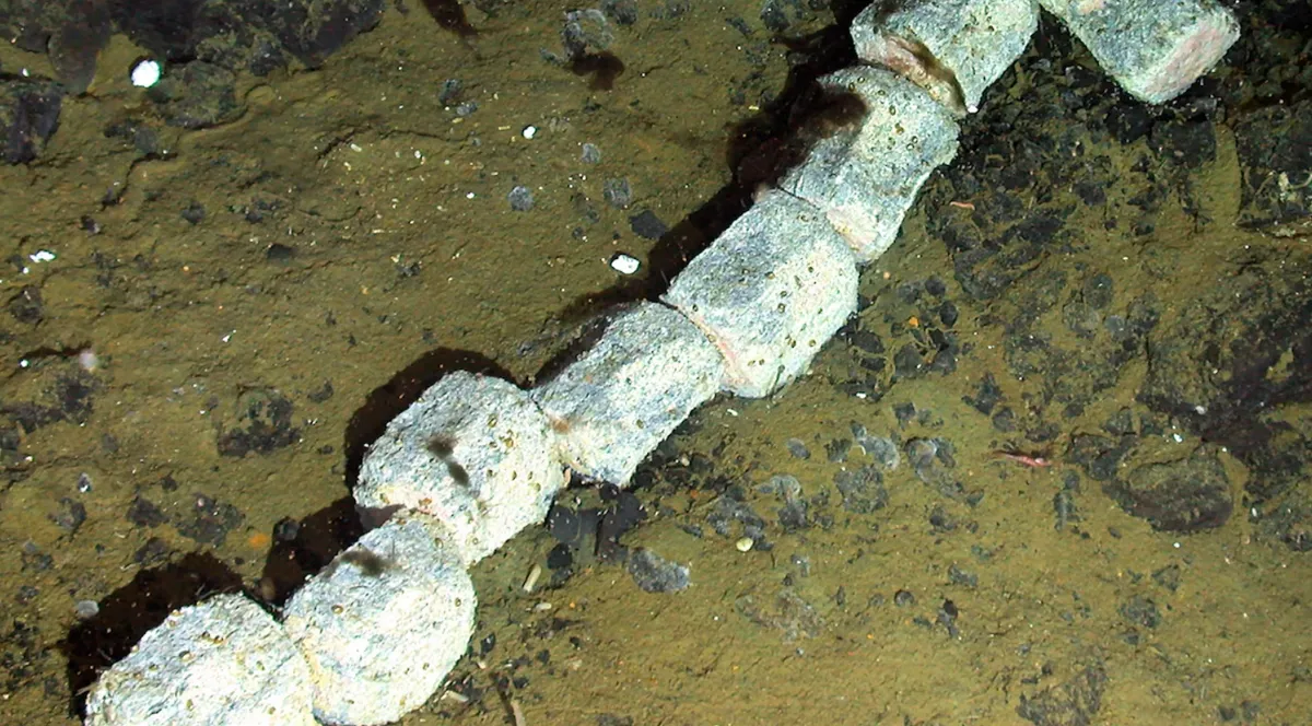 Mŕtva veľryba na dne mora odhalila deväť nových druhov