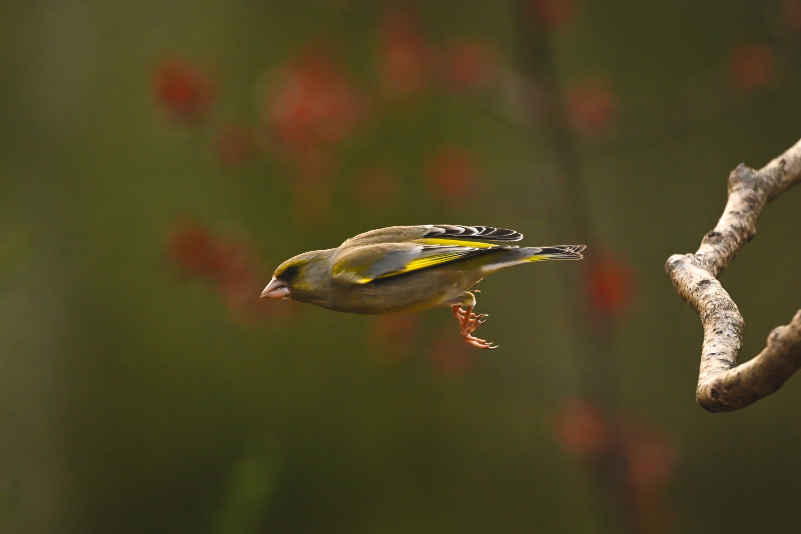 Ako kŕmiť vtáky v záhrade bez toho, aby sa šírili choroby