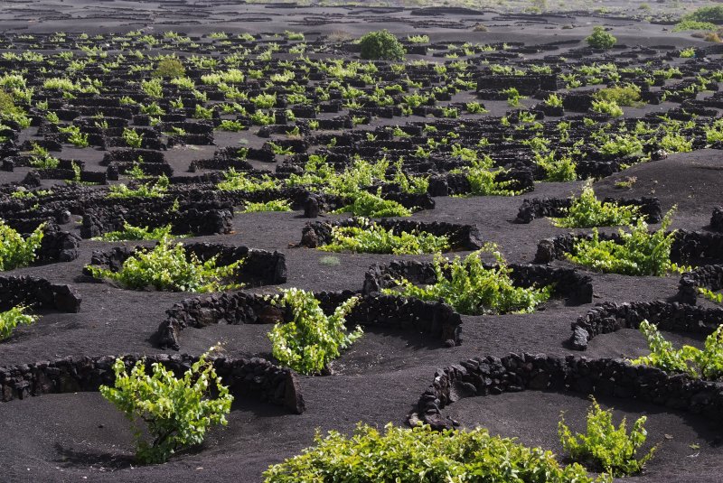 La Geria, Lanzarote.
