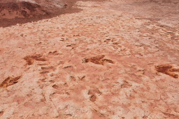 Spomalený dinosaurus kráčal rýchlosťou korytnačky. Neprekonal rýchlosť 1 km/h