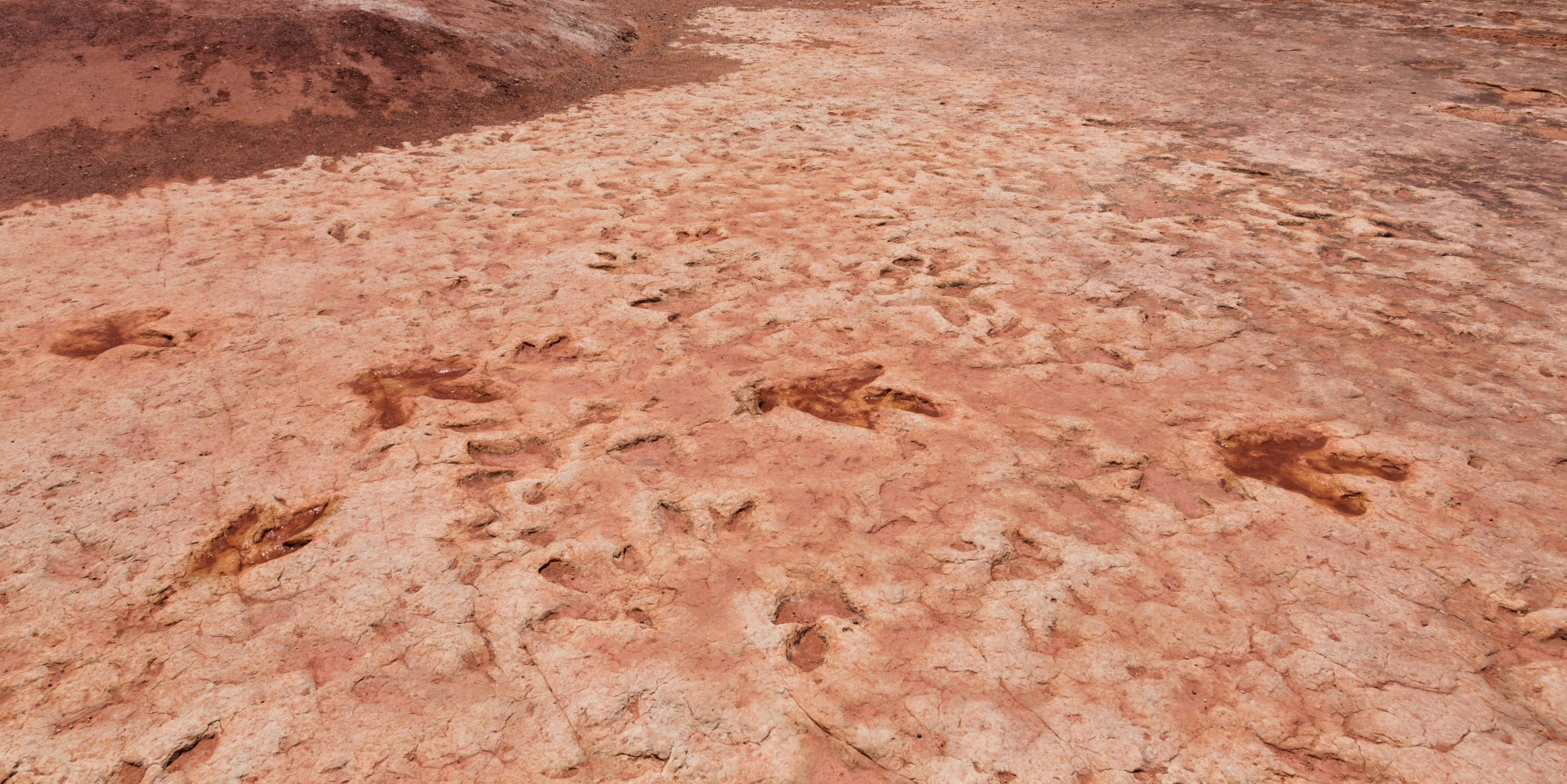 Spomalený dinosaurus kráčal rýchlosťou korytnačky. Neprekonal rýchlosť 1 km/h
