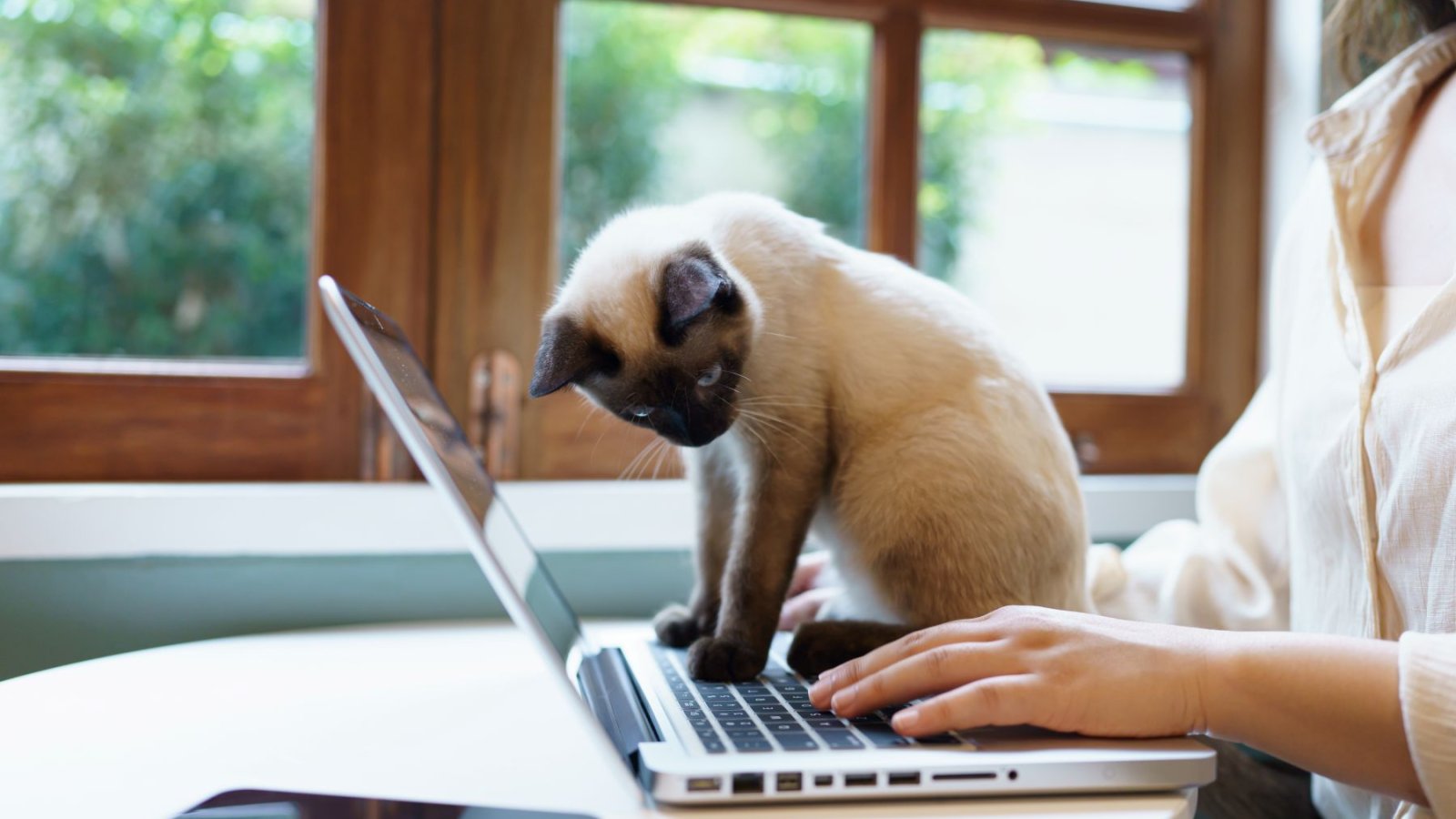 Prečo si mačka sadá na váš laptop? Nie je v tom nič roztomilé