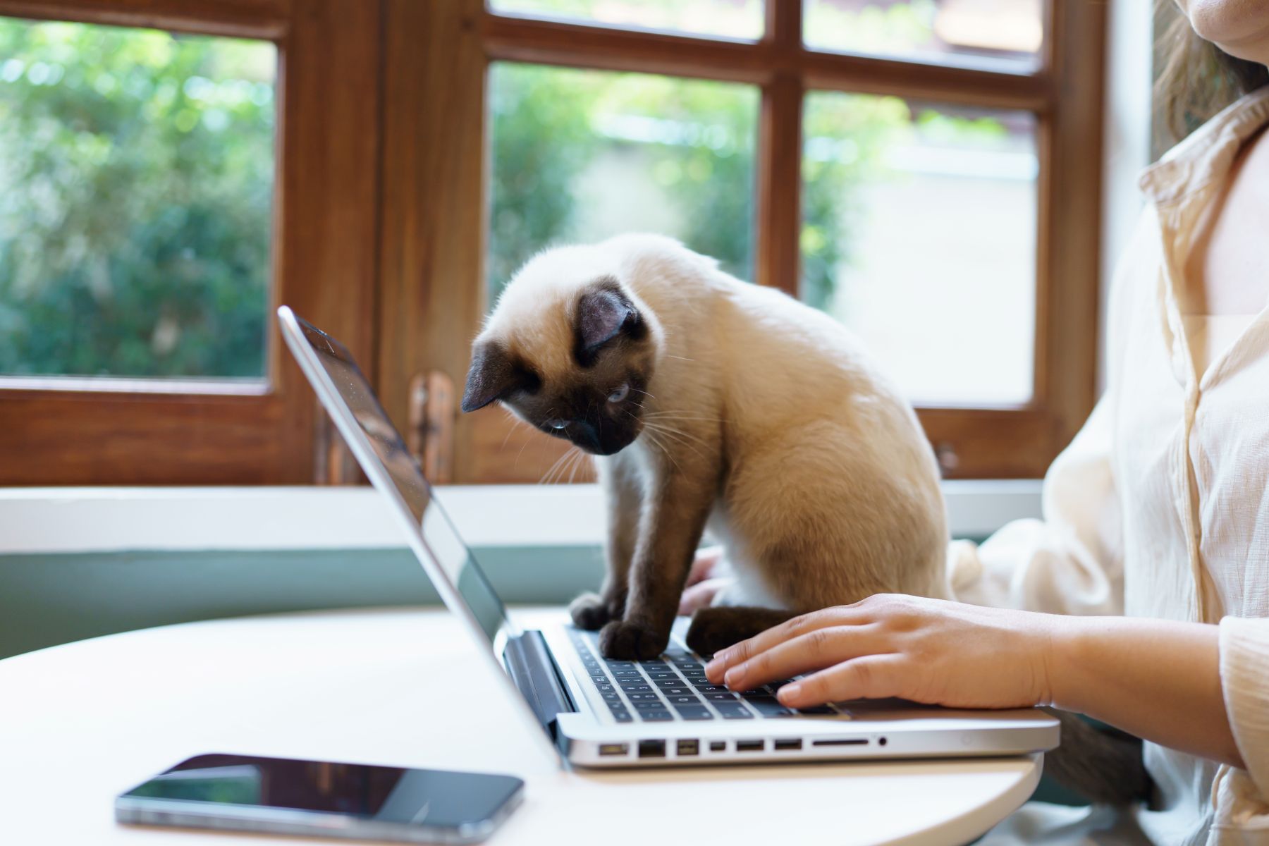 Prečo si mačka sadá na váš laptop? Nie je v tom nič roztomilé