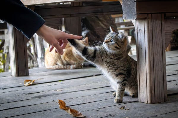 Vaša mačka vás miluje viac, než si myslíte