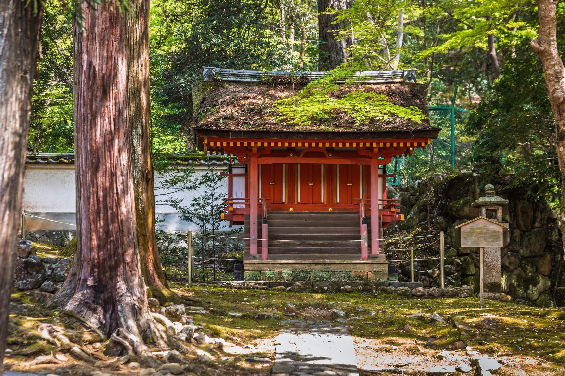 Podľa japonskej metódy vyrastie les desaťkrát rýchlejšie. Je to pravda?