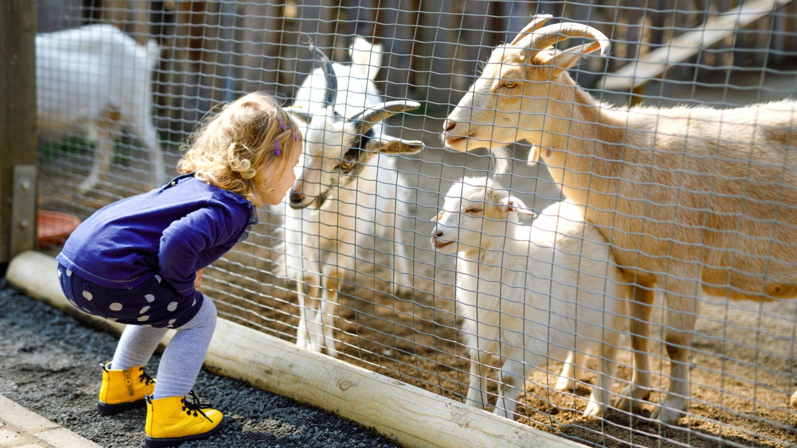Ktoré zviera uteká zo ZOO najčastejšie?