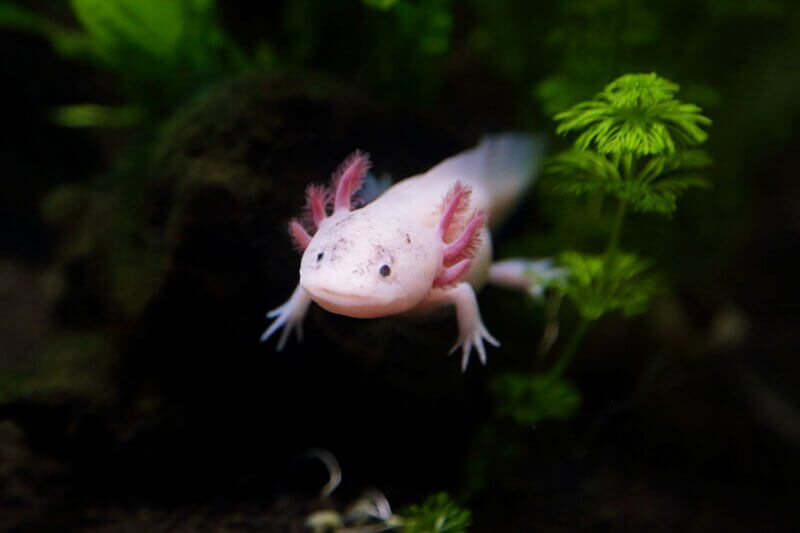 Ako si dorásť končatiny po amputácii? Odpoveď má axolotl