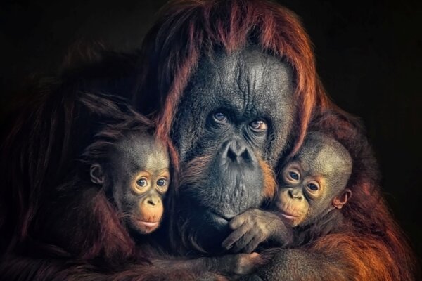 Orangutanie matky si plánujú spoločnú hru mláďat. Platia za to vysokú cenu