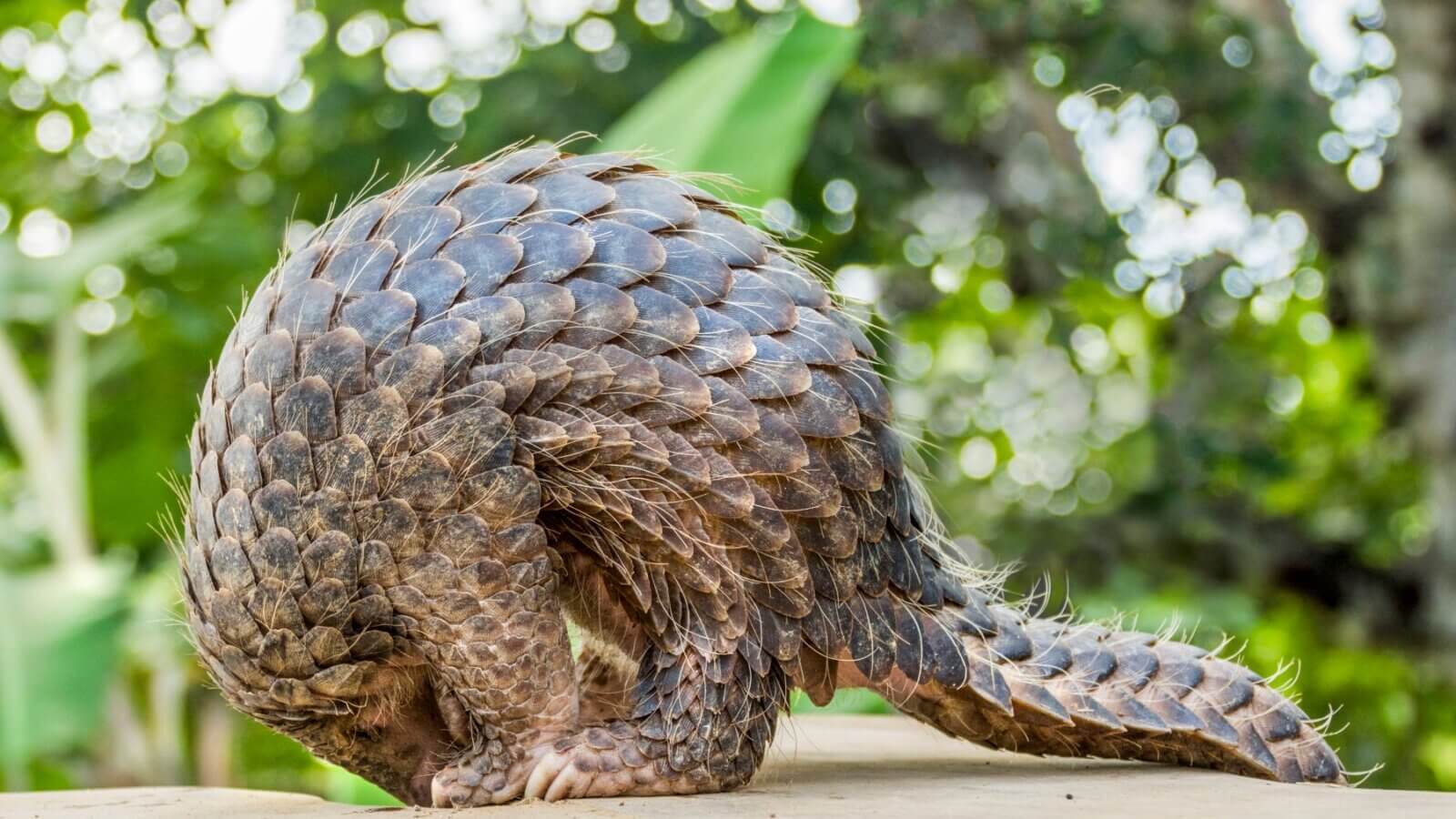 Ktoré zvieratá sa ilegálne pašujú najviac?
